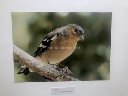 Exposición de aves de la comarca